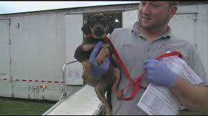 Maybe you would like to learn more about one of these? Rescue Dogs Can Bring Risks With Rewards