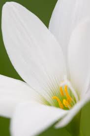 Image result for Zephyranthes candida