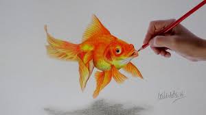 Gold Fish A Realistic Drawing With Simple Colored Pencils Youtube Know how to draw a fish. gold fish a realistic drawing with simple colored pencils