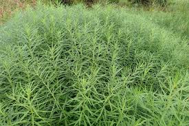 Image result for Cyanastrum johnstonii