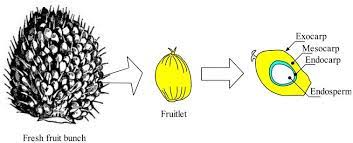 Oil palm trees grow in regions around the equator. Ladder Stages Of The Oil Palm Fresh Fruit Bunch Ffb Download Scientific Diagram