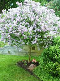 Enjoy it for about three to five years until it outgrows the pot and needs transplanted into the how do you transplant a lilac bush? Best Time To Fertilize Lilac Bush Cromalinsupport