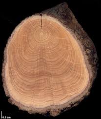 Image result for Psydrax martinii