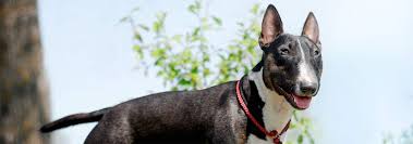You can visit us at www.kennelcalypso.com or our blogs listed under. Bull Terrier Dog Breed Facts And Personality Traits Hill S Pet