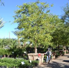 Image result for Tipuana