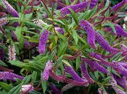 Pin On Bushes