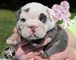 Both have blue eyes like parents. Shrinkabulls Hearts For Sale Miniature English Bulldog English Bulldog Bulldog