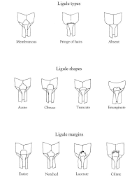 Image result for Rhytachne triaristata