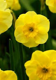 Pin On Daffodils