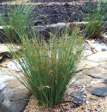 Image result for Juncaceae