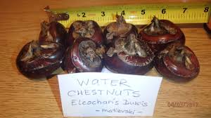 Image result for Eleocharis dulcis
