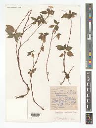 Image result for Impatiens zombensis