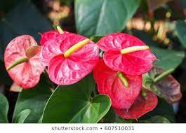 Flamingo Flower Images Stock Photos Vectors Shutterstock In 2020 Flamingo Flower Flowers Flower Images