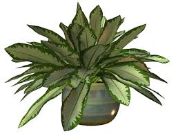 Pin By Neha Gahlawat On My Style Garden Plant Pots Plants Trees To Plant