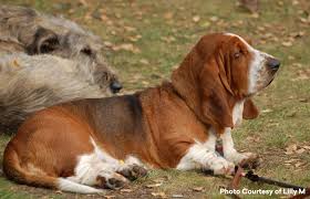Image result for basset hound