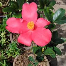 Jenis pokok bunga di malaysia. Pokok Bunga Camelia Rajin Berbunga Shopee Malaysia
