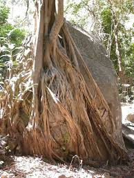 Image result for Ficus abutilifolia