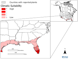 Image result for Eragrostis gangetica