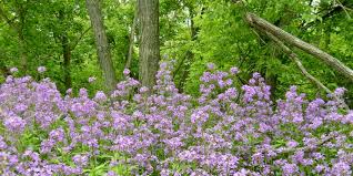 Check spelling or type a new query. Avoid Planting These 10 Invasive Species In Your Wisconsin Garden