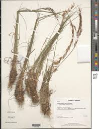 Image result for Loudetia simplex