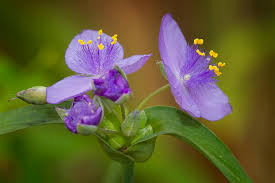 Image result for Commelinaceae