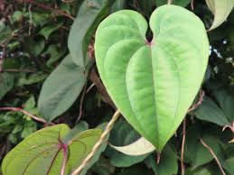 Image result for Dioscoreaceae