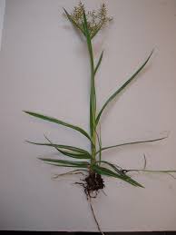 Image result for Cyperus esculentus
