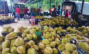 So far, there are a few places of durian farms or orchards in australia. The Start Of Durian Season In 2018