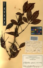 Image result for Oldfieldia