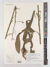 Image result for Microglossa