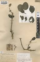 Image result for Globimetula mweroensis