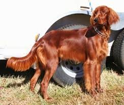 Irish Setter Dog Breed Information And Pictures