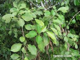 Image result for Pisonia aculeata