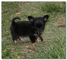If the puppy has large paws in proportion to its body, it is going to be a large breed. How To Raise A Chihuahua Puppy