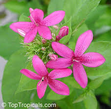 Image result for Ruspolia seticalyx