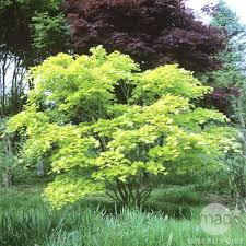 Acer Palmatum Aureum Conteneur 15 Litres Jardinerie Truffaut Idees Jardin Grands Arbustes