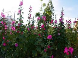 Το λουλούδι για την 12η επέτειο του γάμου. To 8erapeytiko Loyloydi Toy Dromoy