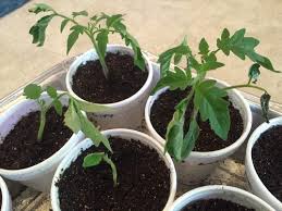 Planting your tomatoes deep will help encourage strong and healthy root system growth. Tomato Seedlings Struggling