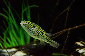 Offering dichotomyctere nigroviridis (spotted green pufferfish). Green Spotted Puffer Dichotomyctere Nigroviridis Inaturalist Ca
