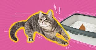 How to stop cat zoomies? Why Do Cats Run After Pooping Dodowell The Dodo