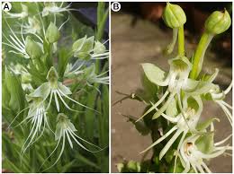 Image result for Habenaria leucotricha