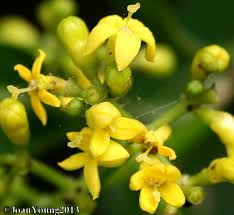 Image result for Psychotria capensis