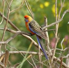 Adelaide Rosella Platycercus Adelaidae By Neil Cheshire A Variety Of Te Crimson Rosella Bird Feathers Animals Birds