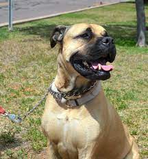 Pin On Dogs For Adoption