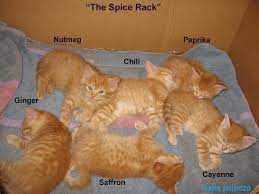 Adorable Twitter Thread Celebrates Cats With Food Names Cats Kittens Cutest Baby Kittens Playing