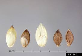 Image result for Setaria parviflora