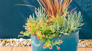 Just pour the proper temperature of water over tea leaves, brew, and pour! Water Wise Container Plants That Look Good Do The Most Sunset Sunset Magazine