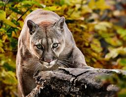 Animale si plante pe cale de disparitie. Peste 100 000 De Specii De Animale È™i Plante AmeninÈ›ate Cu DispariÈ›ia Gs News Gazeta De Stiri