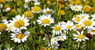 Khasiat chamomile bagi kesehatan yang paling sering digunakan untuk mengobati gangguan tidur, masalah pencernaan, pereda rasa sakit, dan batang dan bunga inilah yang umumnya dimanfaatkan untuk membuat teh kamomil, ekstrak kamomil, dan kapsul kamomil, yang diyakini memiliki banyak. 7 Jenis Teh Bunga Untuk Kesehatan Yang Kaya Akan Manfaat