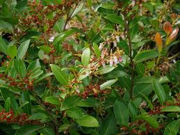 Image result for Rawsonia lucida
